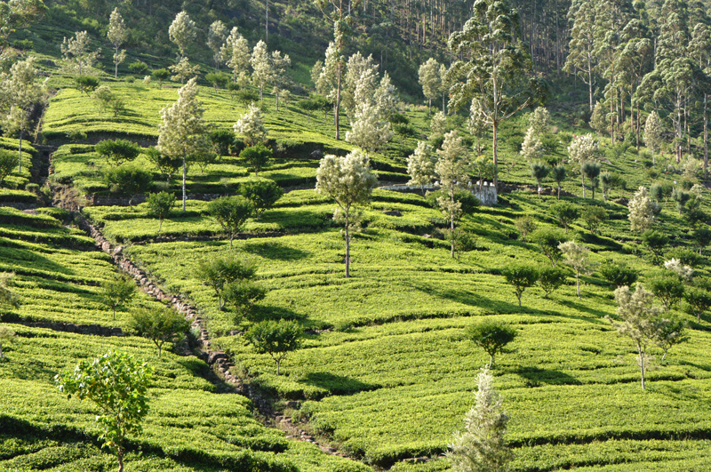 Tea Estate Haputhale
