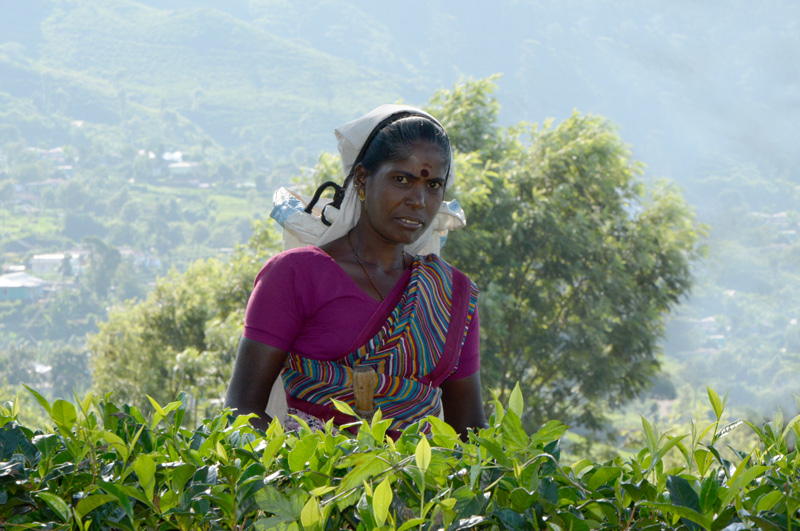 tea picker
